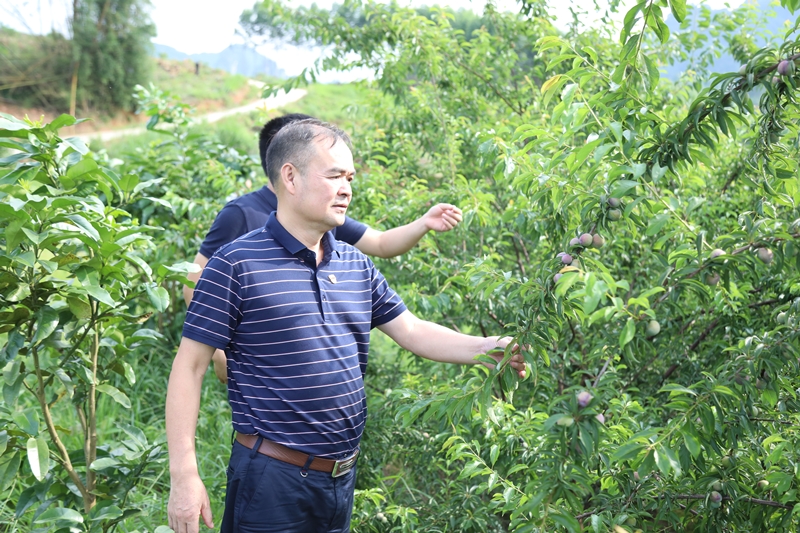 路建集團黨委書記、董事長羅光同志實地調(diào)研豹山村產(chǎn)業(yè)扶貧情況_副本.jpg